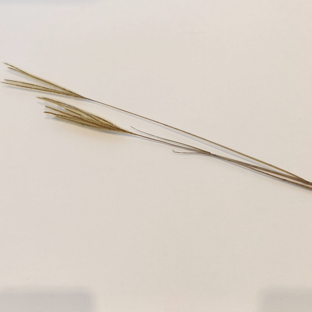 Herbe Ouro séchée – Herbe fine et légère pour compositions florales naturelles et aériennes