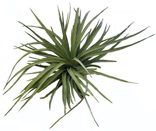 Tillandsia houston dark red