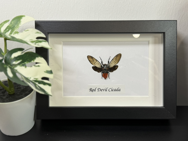 Red Devil cicada 