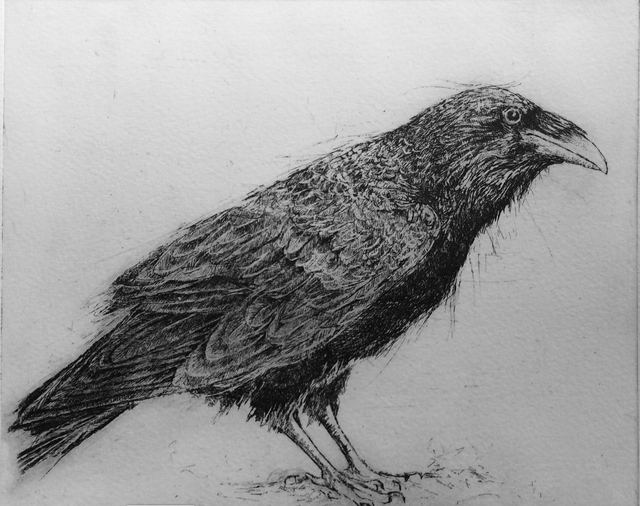 SP27 Raven 4/25 by Shelagh Popham,  Etching, 9”x 7 1/2