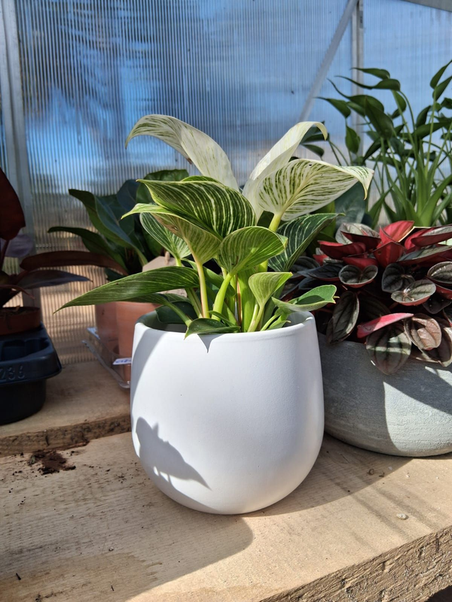 C26 . Filodendro Birkin in VITORIA14 cachpot