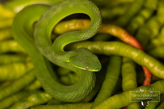 Weißlippen-Bambusotter - Querformat 