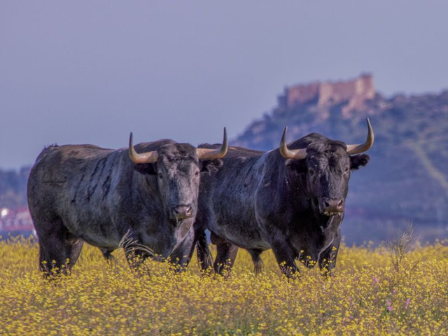 TOROS Victorino Martin