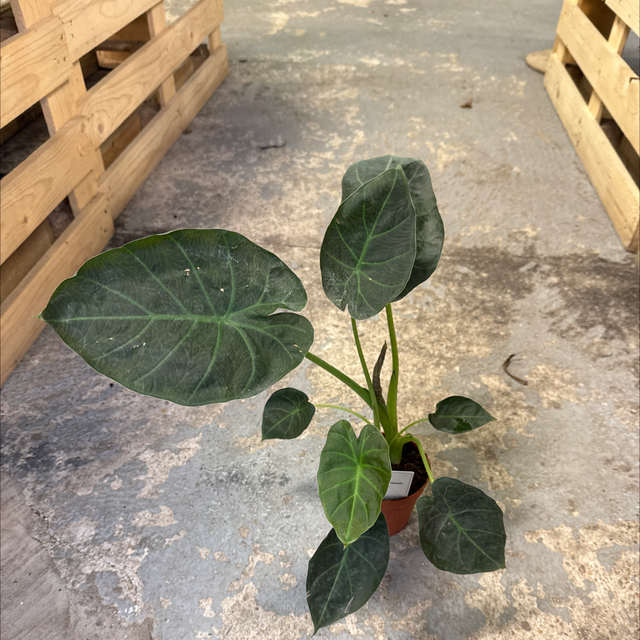 Baby Alocasia régal shield 