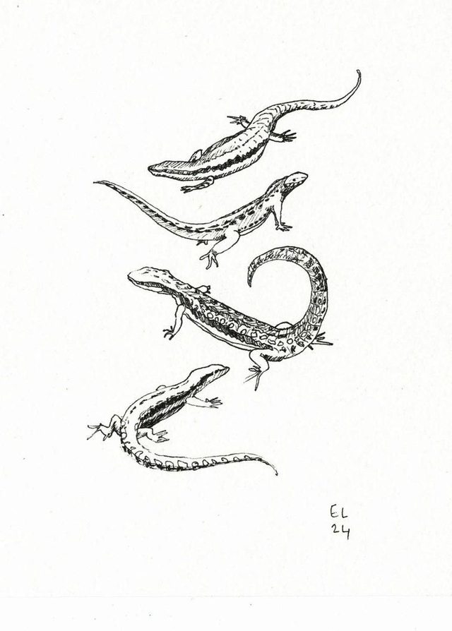 Lézards 