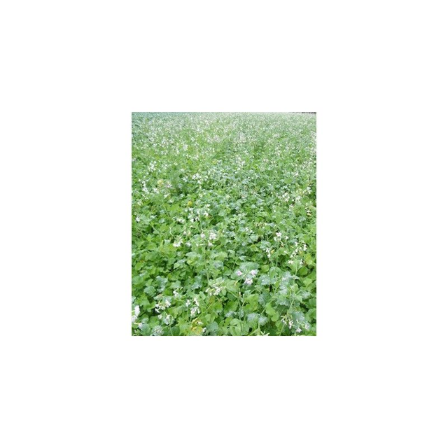 Radis chinois DAIKON