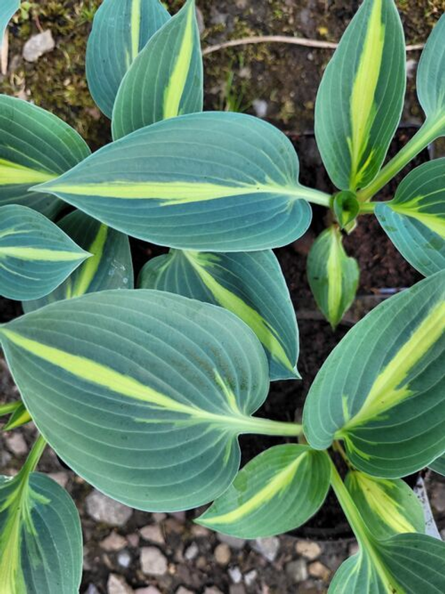 Hosta 'Party Popper' Bare root