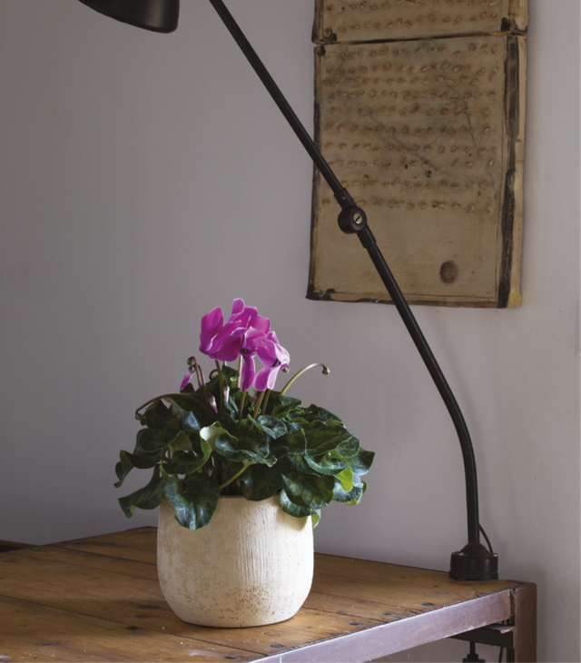 K15 . Sydney cachpot 18