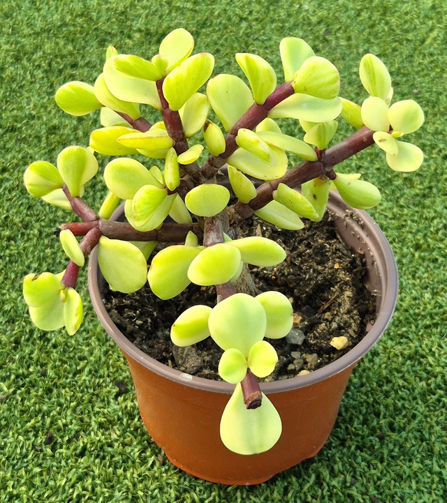 Portulacaria afra 'Variegata'