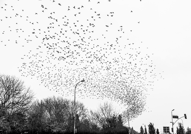 Little Birds, Big Bangs