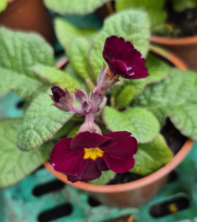 Polyanthus Crescendo mixed