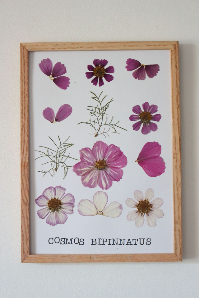 Cosmos - planche botanique