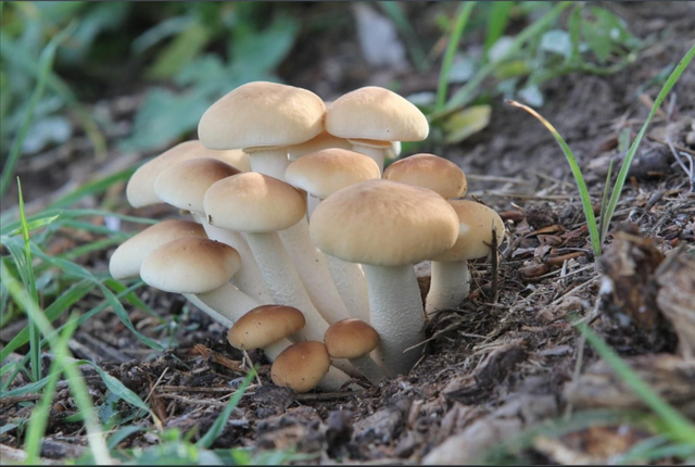 Pholiote du Peuplier