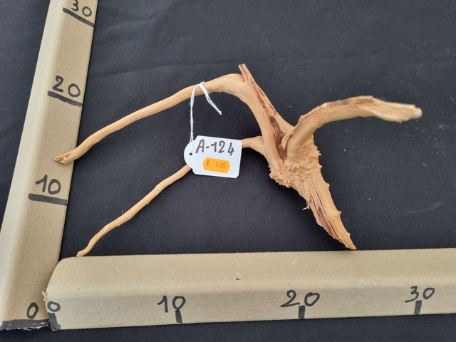 Racine araignée A-124