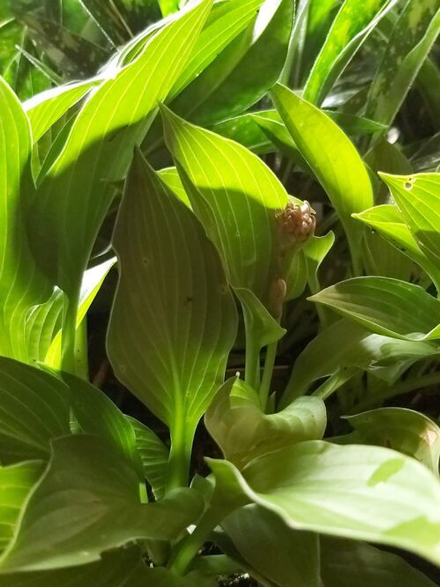 Hosta &#039;Green Bag&#039; 5 litre