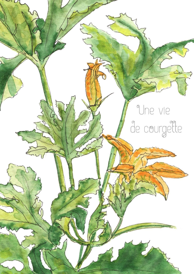 Fleur de courgette "une vie de courgette"