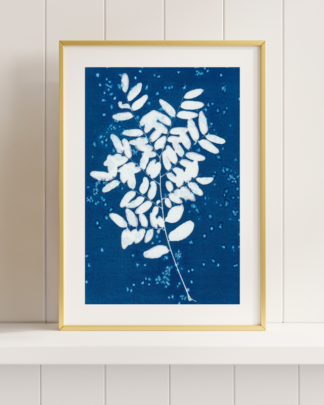 Premières Neiges (Févier d&#039;Amérique)