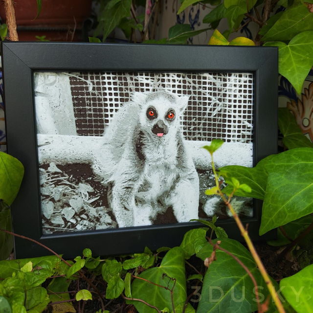 Cuadro 3D - Lémur Mundopark