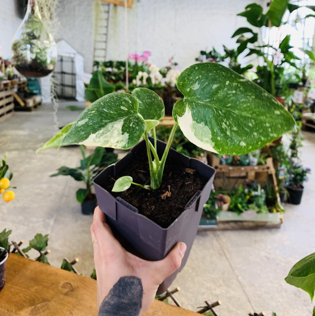 Monstera Thaï Constellation 