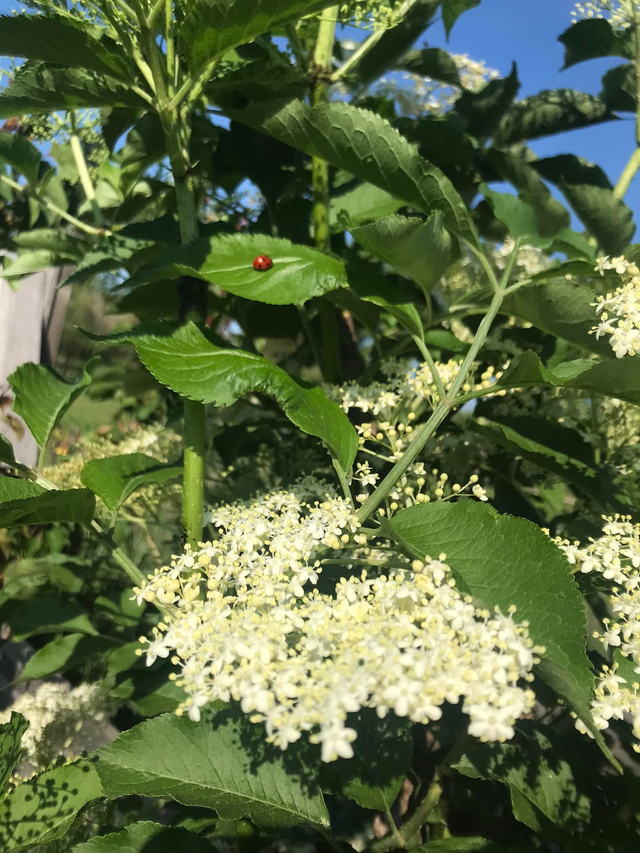 Sureau Noir (Sambucus nigra)