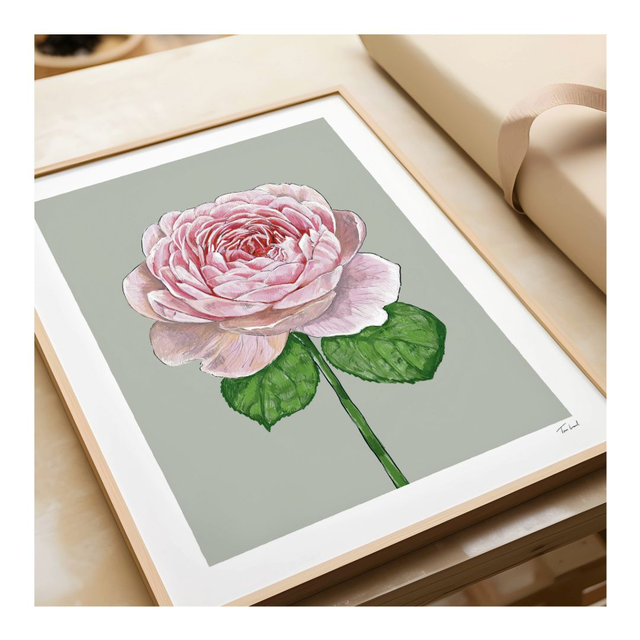 &#039;Queen of Sweden&#039; Rose art print