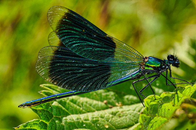 Demoiselle