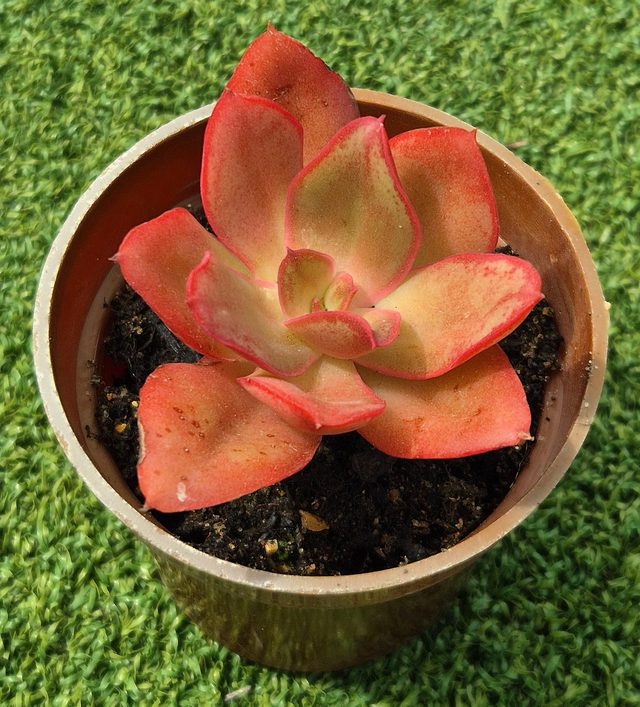 Echeveria &#039;Dragons Breath&#039; 