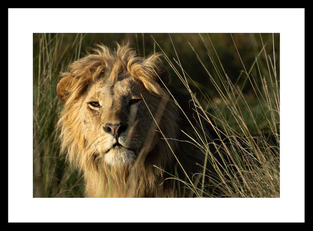 Lion -Masaï Mara Kenya - Réf : K-1263