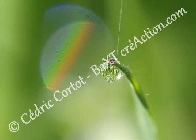 1 - Carte postale - Rosée et gouttes de pluie (Ref 100_1367)