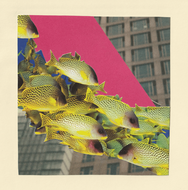 Poissons dans la ville