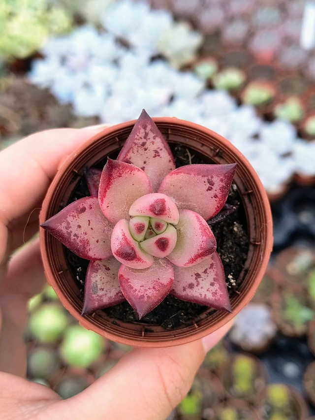 Echeveria Romeo