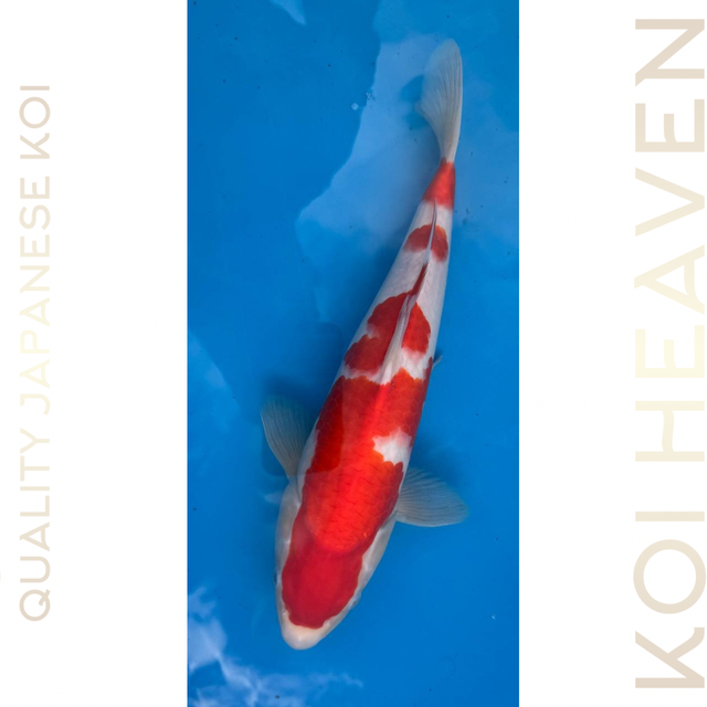 Dainichi Koi Farm 34cm Kohaku  Tosai
