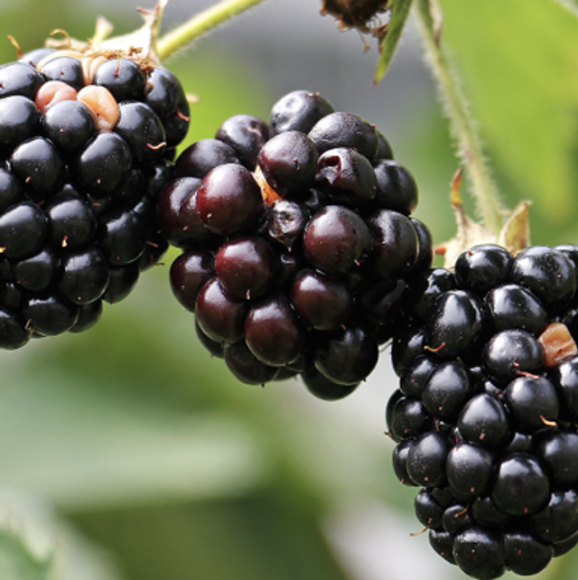 Mûre barquette ( 125g)