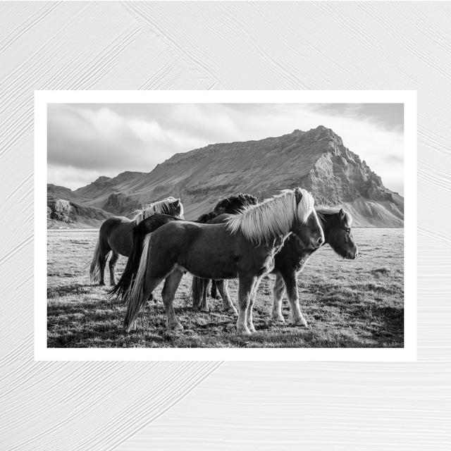 Chevaux islandais N&amp;B - A4