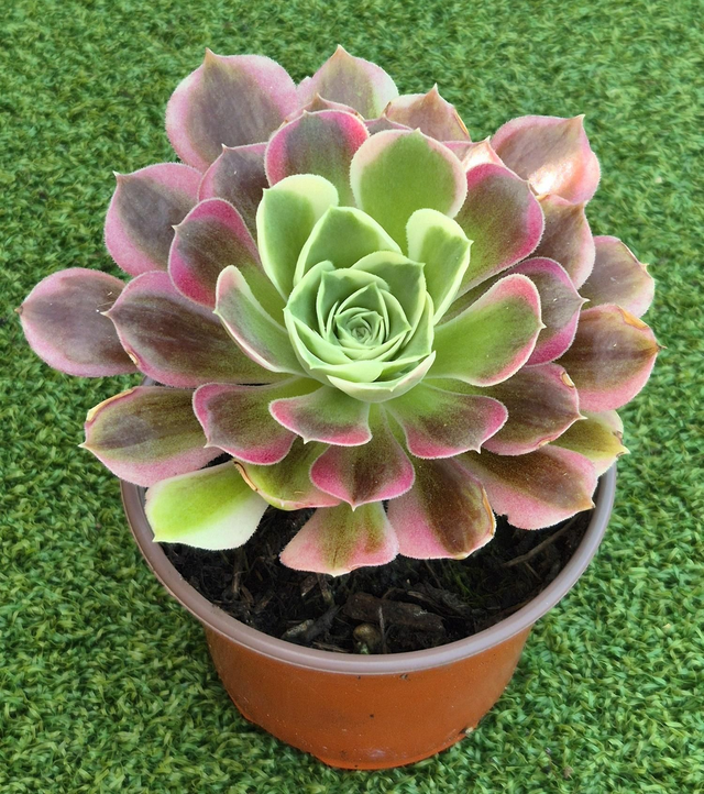 Aeonium 'Green Witch'