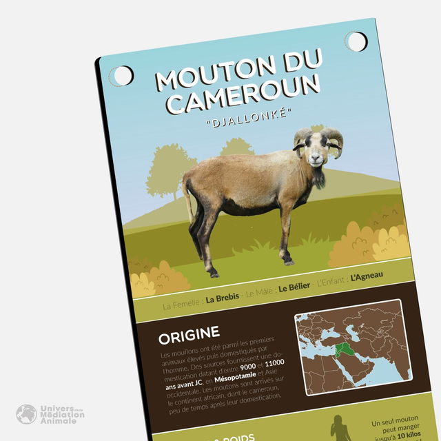 Panneau pédagogique - "Le Mouton du Cameroun"