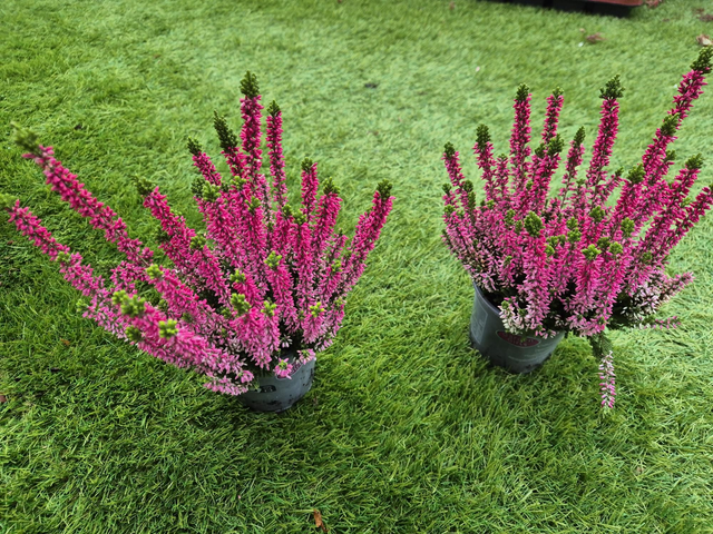 Calluna Fuchsia  pot 10cm