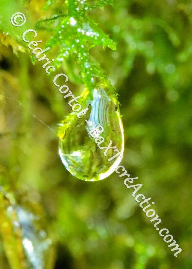 1 - Carte postale - Rosée et gouttes de pluie (Ref 8247)