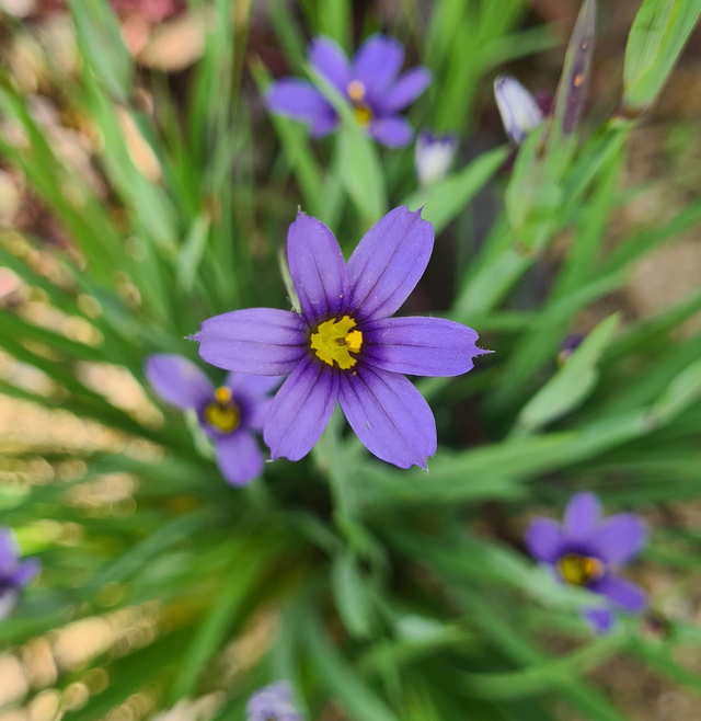 sisyrinchium bellum - 1 ltr pot