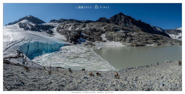 Bouquetins Glacier et Lac du Grand Méan (Vanoise-France)