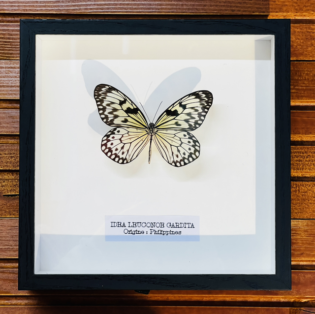 Idea Leuconoe Gardita