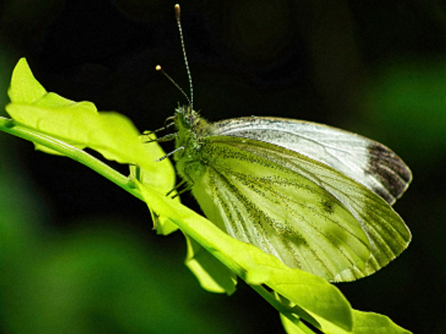 Pieride du choux (2)