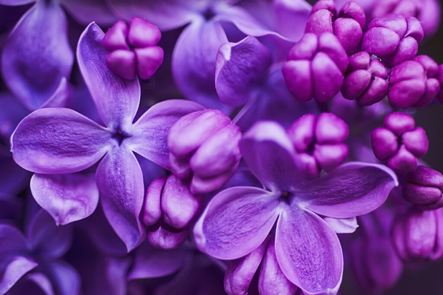 Boucles d'oreilles Lilas