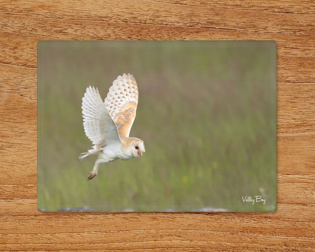 "Barn Owl in Flight" Glass Worktop Saver 