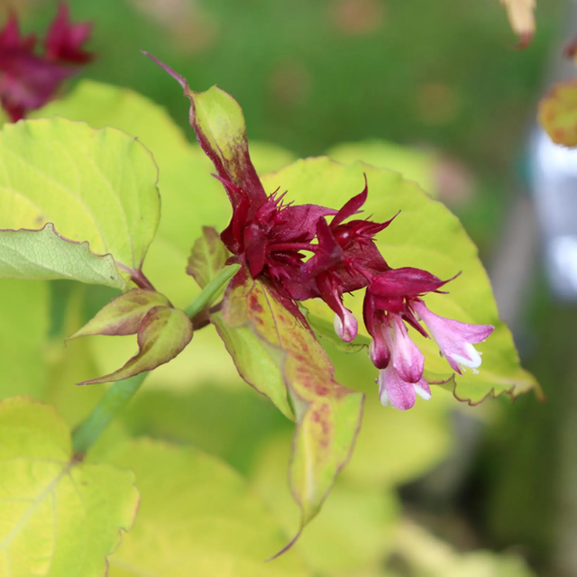 Arbre aux faisans AB - Le Leycesteria formosa 'Purple Rain' 