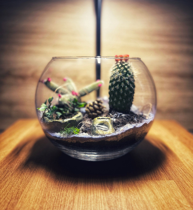 Bowo® CAMEROUN connecté Home