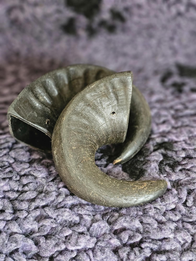Buffalo horn large 