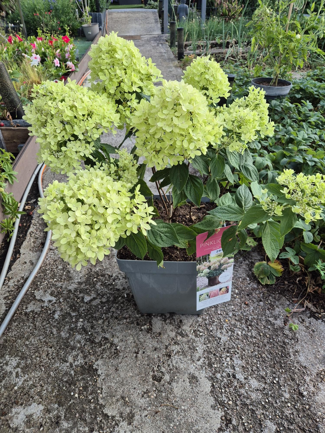Hortensia paniculata  Pinklight pot 5L