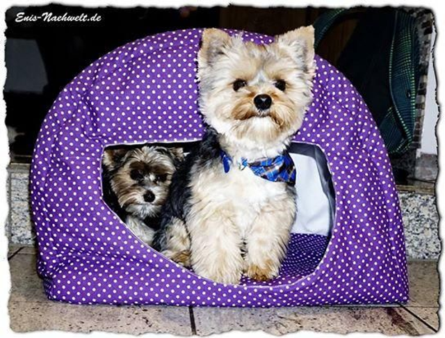 Hunde- /Katzen-Höhle I