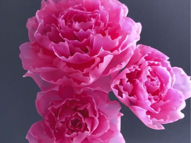 Carnations